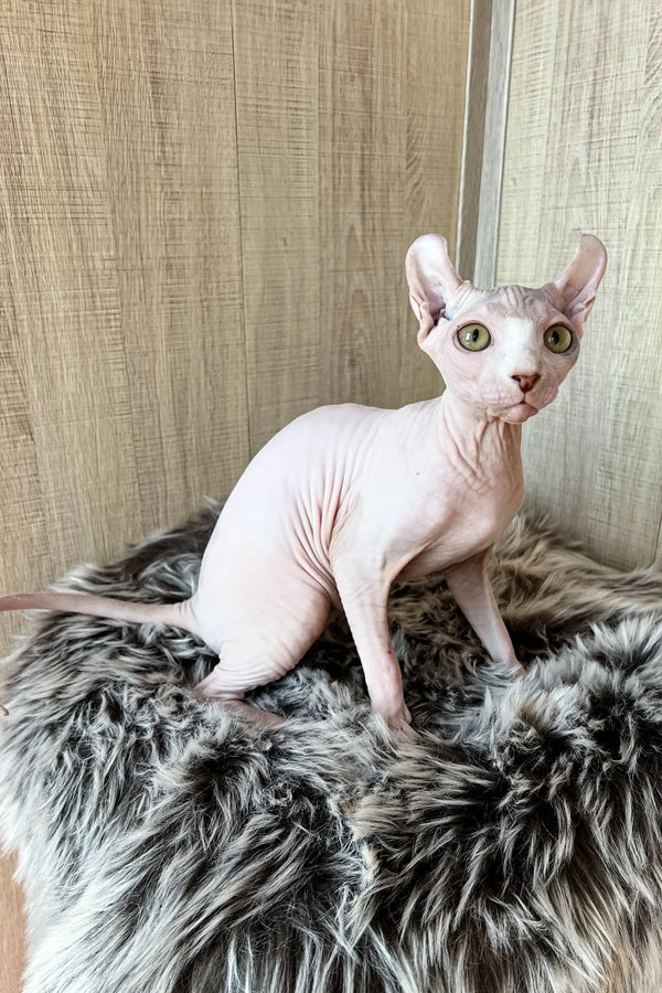Hairless Sphynx cat Frida from Elf Sphynx Kitten collection looking adorable