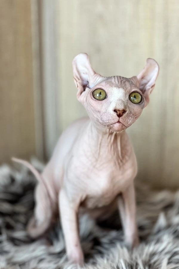 Adorable Hairless Elf Sphynx Kitten named Frida with big ears and playful vibe