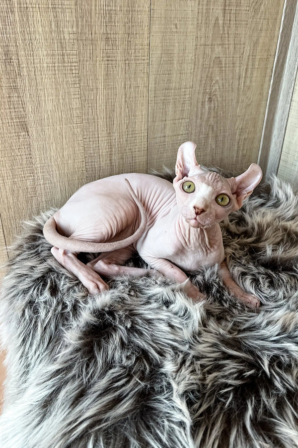 Hairless Elf Sphynx kitten named Frida with striking green eyes
