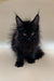 Black Maine Coon kitten with long hair, tufted ears, and striking eyes