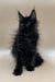 Black Maine Coon kitten with long fur and ear tufts sitting upright