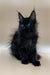 Black Maine Coon kitten named Frida with green eyes and lush ear tufts