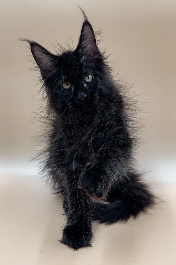 Adorable Black Maine Coon Kitten with Fluffy Fur and Bright Eyes, Perfect for Families