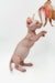 Hairless cat playing with a feather toy, showcasing Frodo the Bambino Kitten