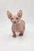 Cute Hairless Sphynx kitten named Frodo from the Bambino Kitten collection