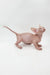 Hairless Sphynx kitten Frodo from Bambino, playful and adorable cat companion