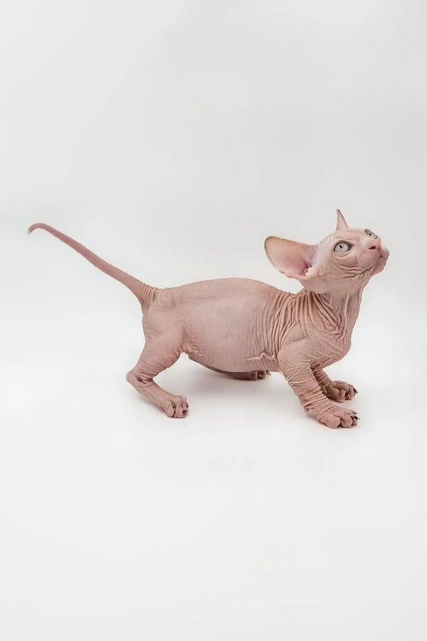 Hairless Sphynx kitten Frodo from Bambino, playful and adorable cat companion