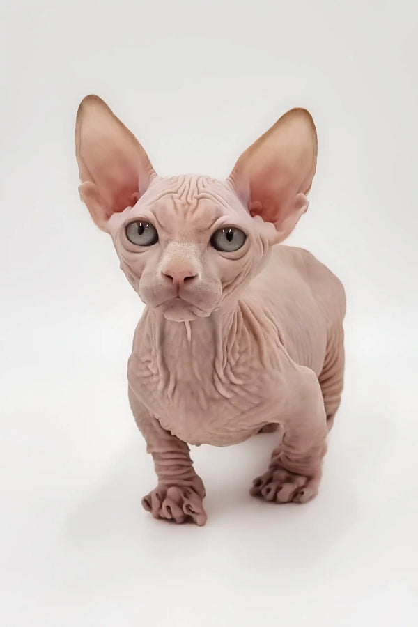 Hairless Sphynx cat Frodo from the Bambino Kitten collection, cute and playful