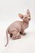 Hairless Sphynx cat named Frodo from the Bambino Kitten collection