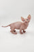 Cute Hairless Sphynx cat named Frodo from the Bambino Kitten product line