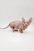 Hairless Sphynx cat named Frodo in the cute Bambino Kitten product display