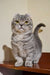 Gray Scottish Fold cat with bright yellow eyes and folded ears in Frodo Kinkalow Kitten