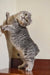 Gray tabby cat standing on hind legs showcasing Frodo Kinkalow Kitten product