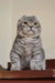 Grey tabby Scottish Fold cat with bright yellow eyes in Frodo Kinkalow Kitten product