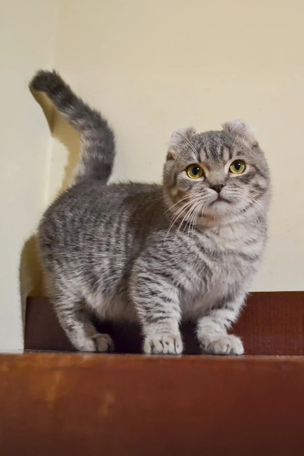 Cute Grey Tabby Scottish Fold Kitten with Fluffy Tail and Folded Ears, named Frodo