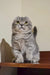 Scottish Fold cat with grey tabby fur and bright yellow eyes for Frodo Kinkalow Kitten