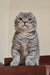 Scottish Fold cat with grey tabby markings and folded ears in Frodo Kinkalow Kitten