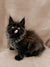 Fluffy black Maine Coon kitten Frodo sticking out its tongue in a playful pose