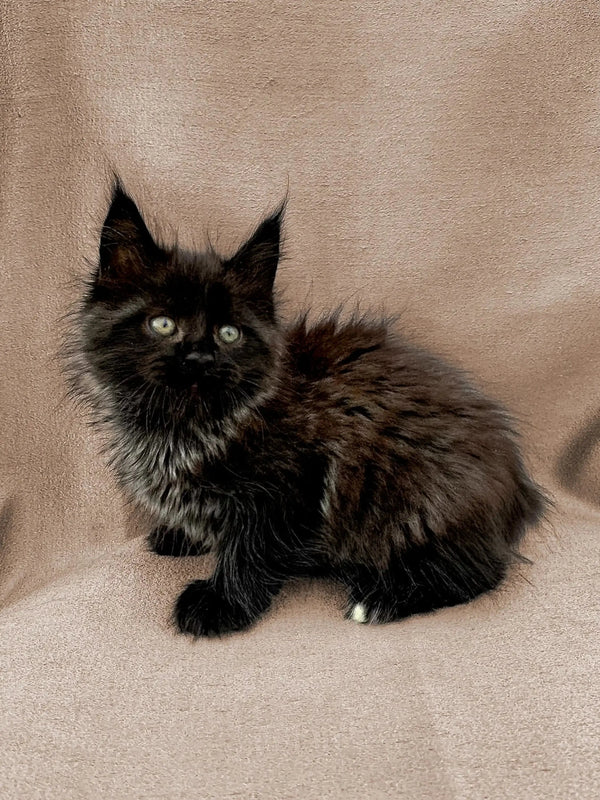 Fluffy black Maine Coon kitten Frodo with bright eyes on a light surface