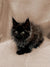 Fluffy black Maine Coon kitten Frodo with bright eyes and pointed ears