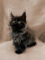 Fluffy black Maine Coon kitten Frodo with bright eyes and pointed ears