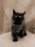 Fluffy black Maine Coon kitten Frodo with wide eyes and tufted ears