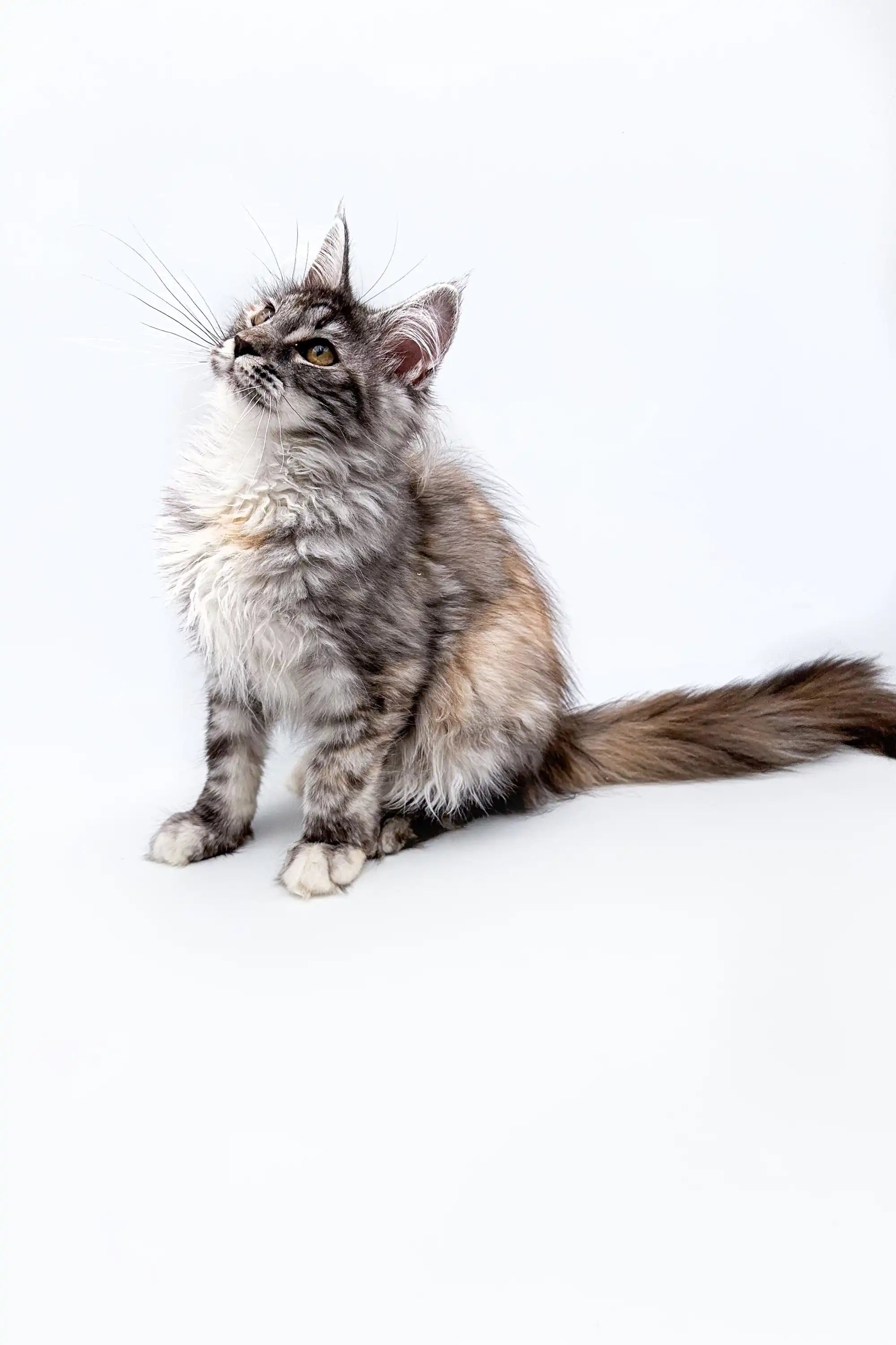 AVADA - Best Sellers Frosty | Maine Coon Kitten