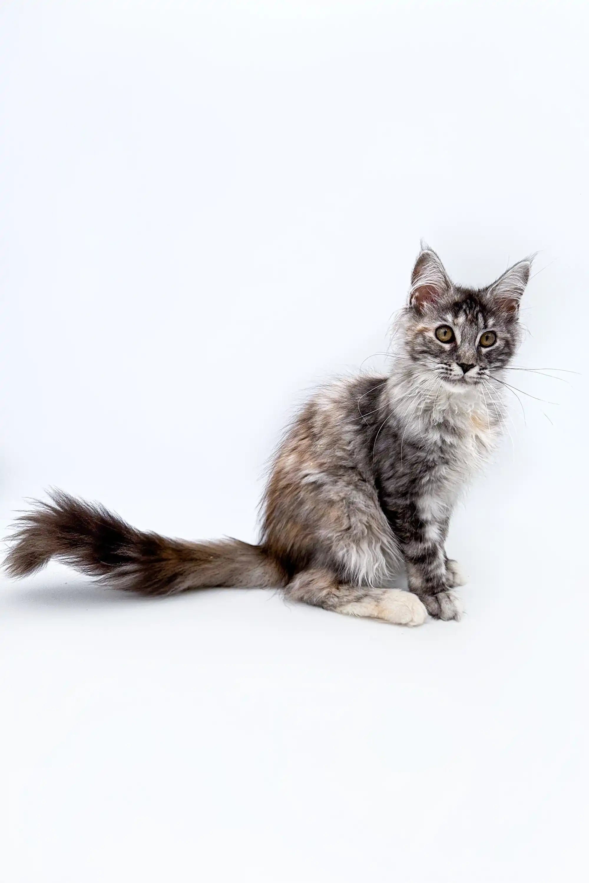 AVADA - Best Sellers Frosty | Maine Coon Kitten