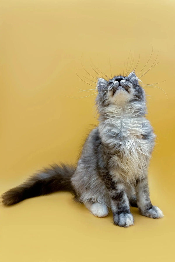 Fluffy gray Maine Coon kitten sitting upright, looking up curiously