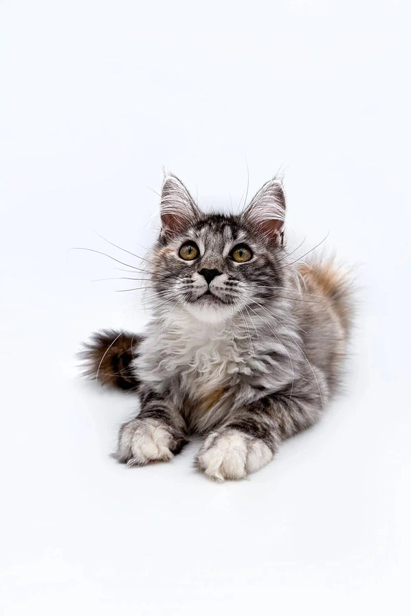 Fluffy gray tabby Maine Coon kitten with wide eyes lounging comfortably