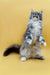 Fluffy gray and white Maine Coon kitten standing on hind legs, looking curious