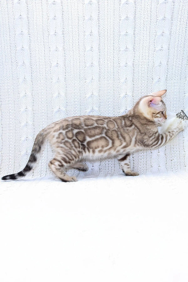 Bengal kitten with spotted markings playfully reaching for a toy in Frozen product