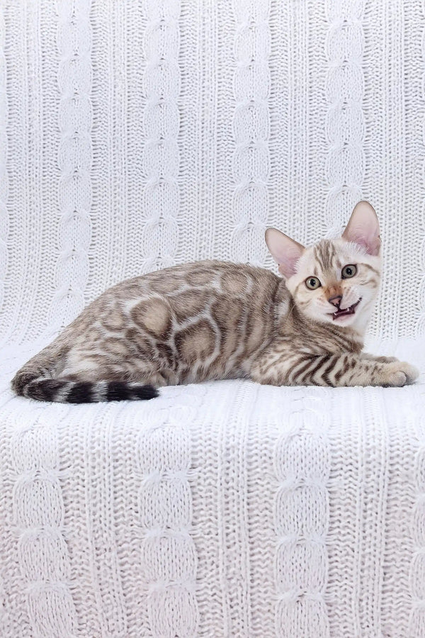 Bengal cat with silver-gray spots chillin’ in the Frozen Bengal Kitten product