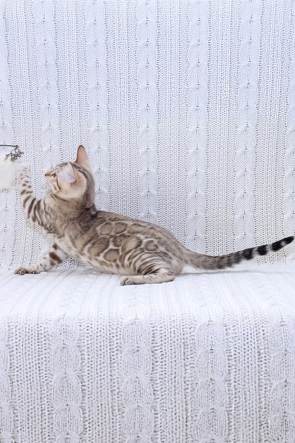 Gray tabby cat playfully lying on its back near Frozen Bengal Kitten product
