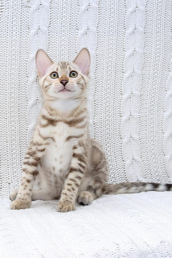 Light-colored tabby cat with alert expression, showcasing Frozen Bengal Kitten product
