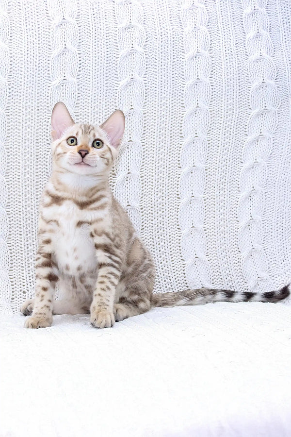 Silver tabby kitten with stripes sitting up, perfect for Frozen Bengal Kitten product