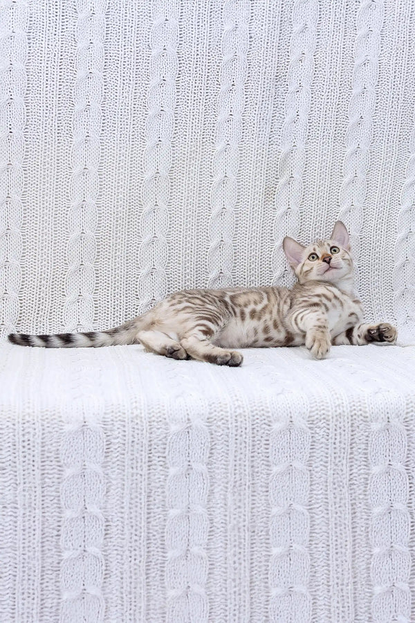 Silver tabby cat lounging on its side, perfect for the Frozen Bengal Kitten product