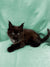 Fluffy black Maine Coon kitten with pointed ears lounging on a soft surface