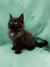 Fluffy black Maine Coon kitten with pointed ears sitting upright, perfect coon kitten