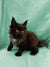 Fluffy black Maine Coon kitten with pointed ears and bright eyes, perfect for cuddles