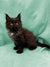 Fluffy black Maine Coon kitten with pointed ears sitting upright, ready to play