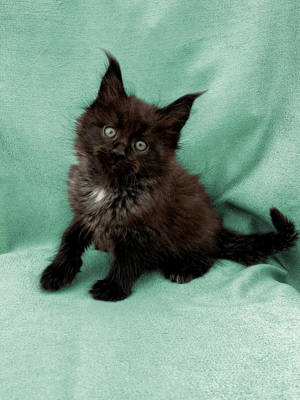 Fluffy black Maine Coon kitten with wide eyes and pointed ears, perfect cuddle buddy