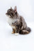 Maine Coon Kittens for Sale Fuji | Kitten