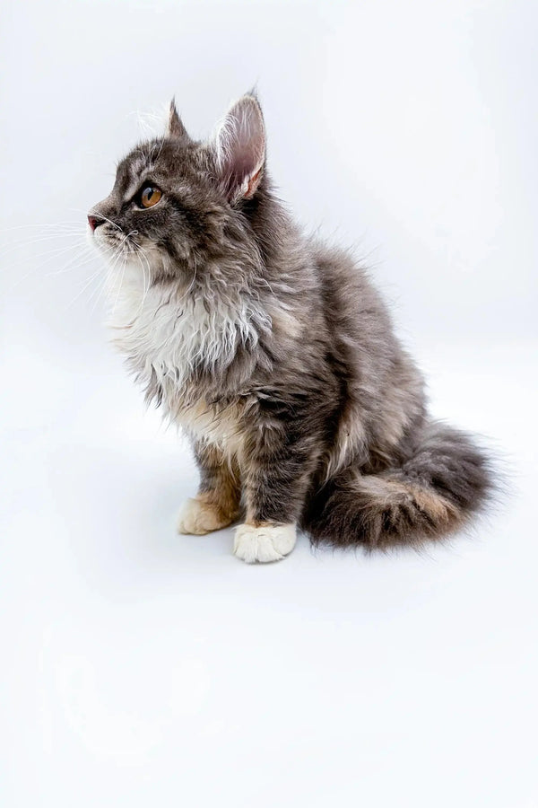Maine Coon Kittens for Sale Fuji | Kitten