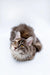 Fluffy gray Maine Coon kitten with bright yellow eyes and pointed ears