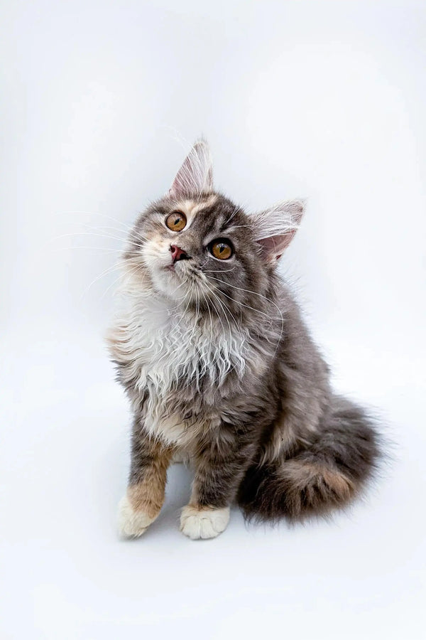 Fluffy gray tabby Maine Coon kitten with wide eyes looking up adorably