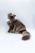 Fluffy gray and white Maine Coon kitten sitting with head tilted up, looking adorable