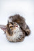 Fluffy gray and white Maine Coon kitten with golden eyes looking up adorably