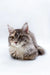 Fluffy gray and white Maine Coon kitten lounging comfortably and looking adorable