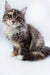 Fluffy gray and white Maine Coon kitten with big eyes looking adorable